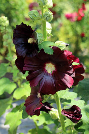 black stockroseの写真素材
