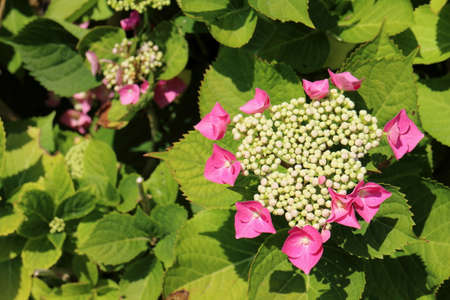 Hydrangea