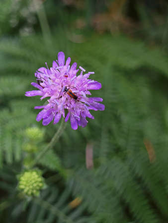 Field Scabious with beetleの写真素材