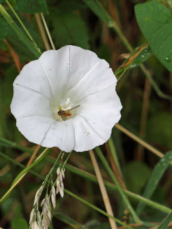Bindweed with hoverflyの写真素材