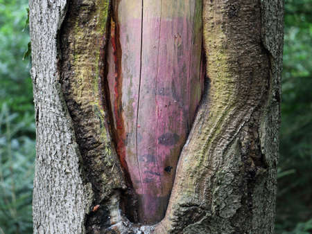 Scars of the forestの写真素材
