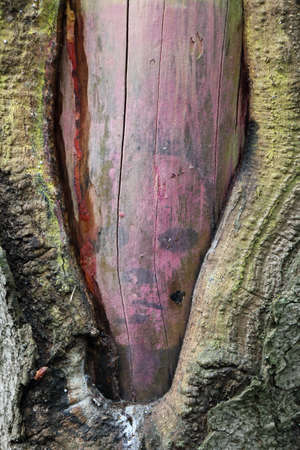 Scars of the forestの写真素材
