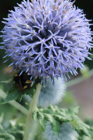 Ornamental Onionの写真素材