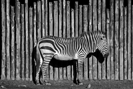 stripedの写真素材