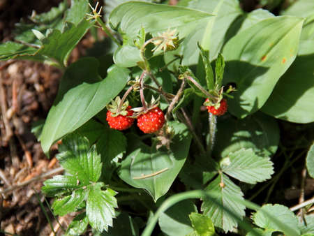 Wild strawberriesの写真素材