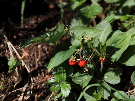 Wild strawberriesの写真素材