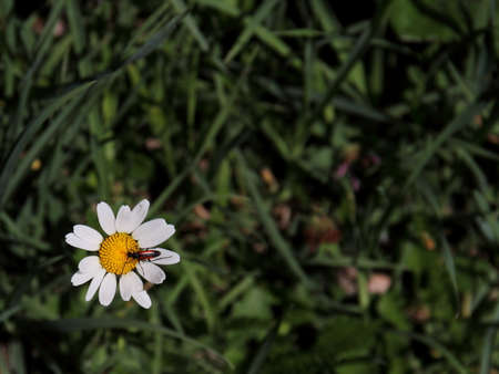 Longhorn beetleの写真素材