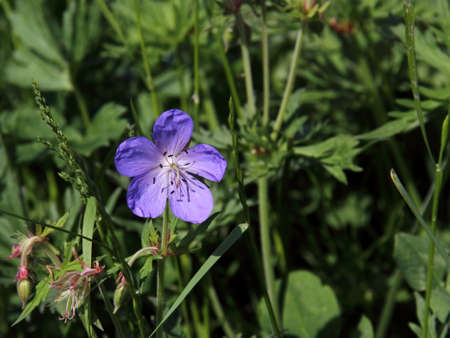Cranesbillの写真素材