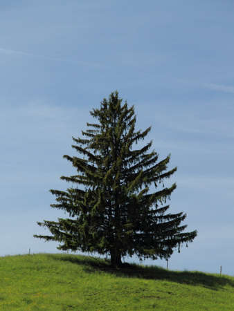 Wild firの写真素材