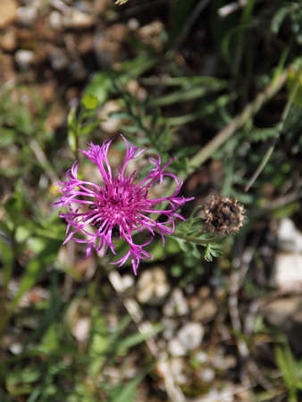 Cornflowerの写真素材