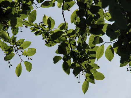 Wild Cherryの写真素材