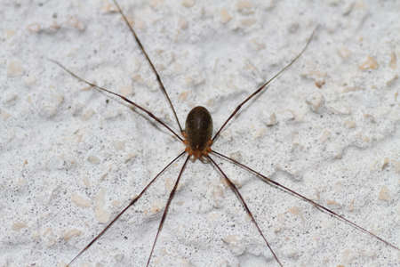 Daddy Longlegsの写真素材