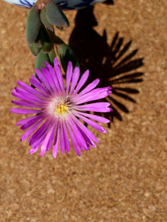 Cactus flowerの写真素材