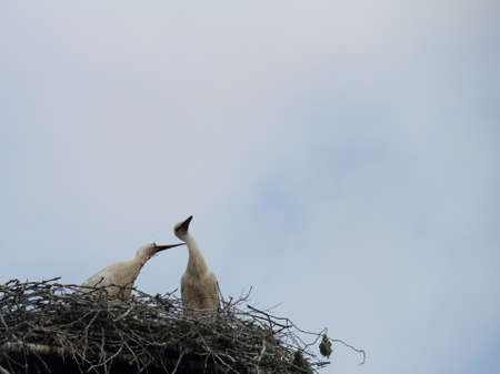 White Stork