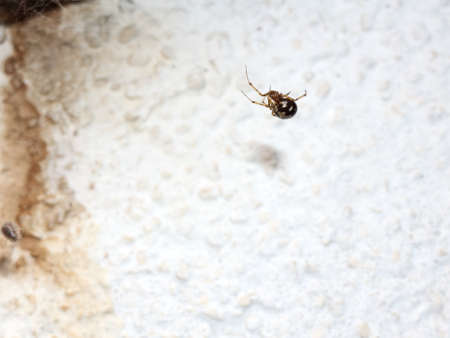 Ball Spiderの写真素材