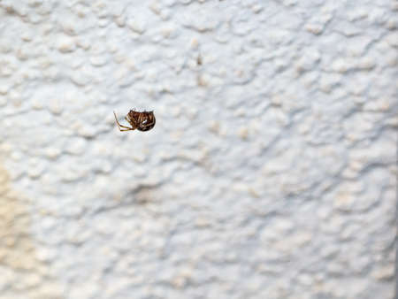 Orb Spiderの写真素材