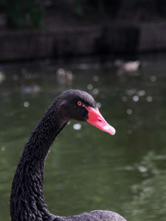 Mourning swanの写真素材