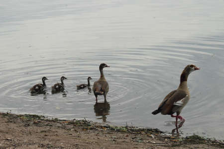 Egyptian Gooseの写真素材