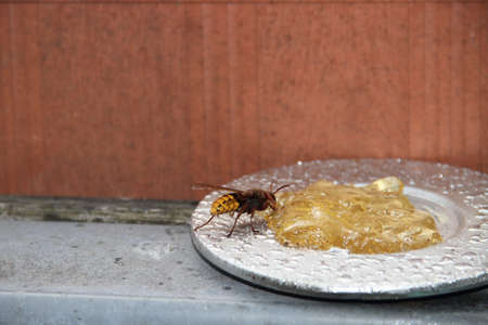 European hornet