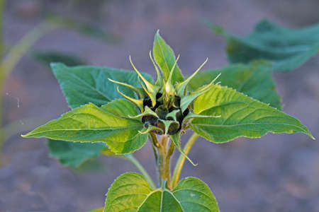 sunflowerの写真素材