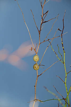 two little snailsの写真素材