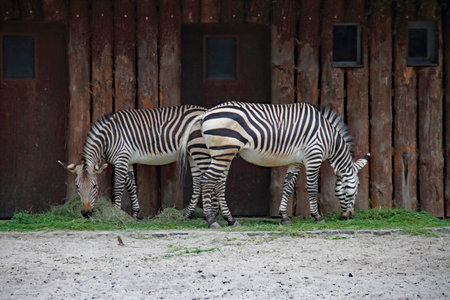 Two zebras feeding in front of a wooden fence