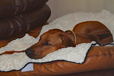 ridgeback dozing on his pillowの写真素材