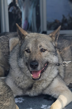 Norwegian Elkhound on an expectationの写真素材