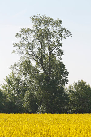 rapeseed fieldの写真素材