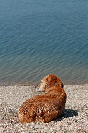 Retrievers by the waterの写真素材