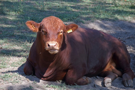 Portrait of Aberdeen Angus cattleの写真素材