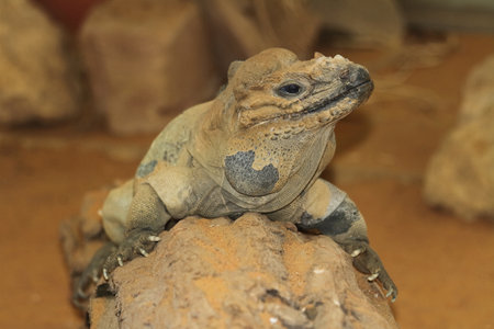 Portrait of a rare rhinoceros iguanaの写真素材