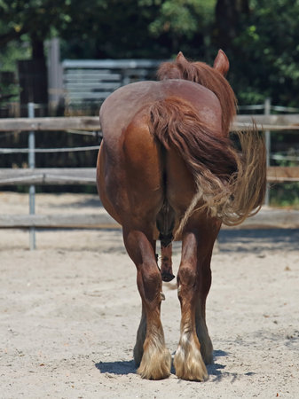 Warmblood stallion viewed from behindの写真素材