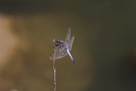 Big Blue Arrow in lurking positions