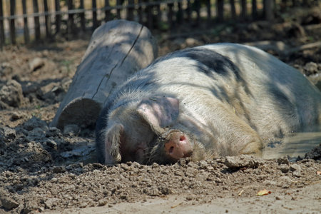 German domestic pig sleeping in the shadowの写真素材