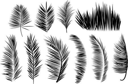 Black palm leavesのイラスト素材