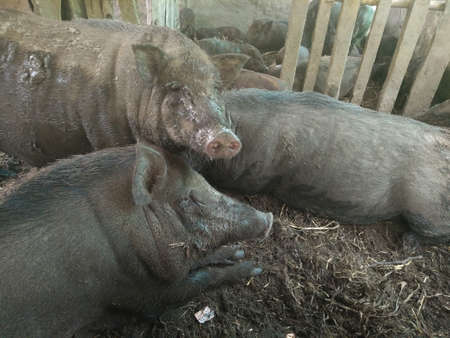 pig