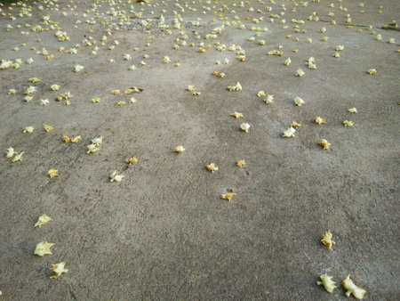 Fall flowerの写真素材