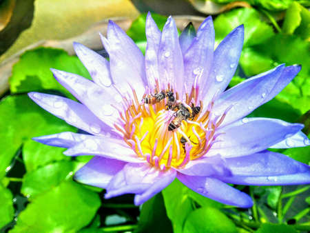 lotus flower backgroundの素材