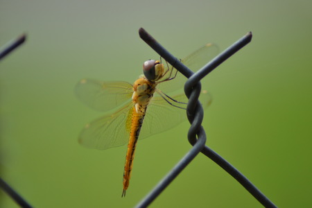 Pepatung is a kind of insectsの写真素材