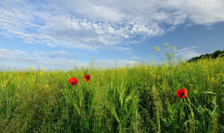 Poppies in the Ryeの写真素材