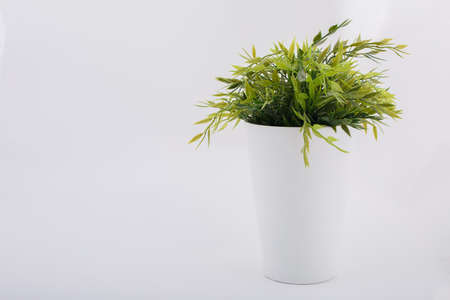 Pot with green plantの写真素材