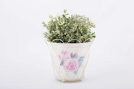 Pot with green plantの写真素材