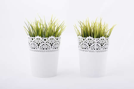 Two pots with green plantsの写真素材