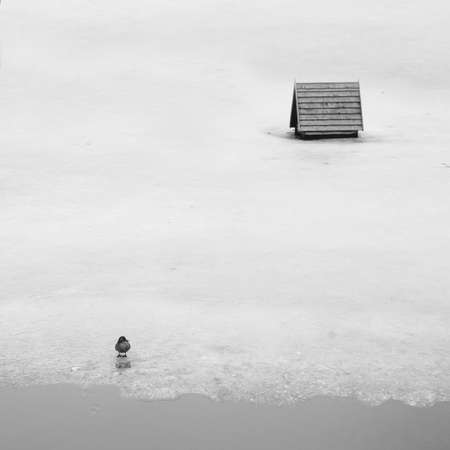 Lonely duck on iceの写真素材