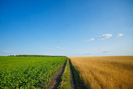 Multicolored spring fields in Russiaの写真素材