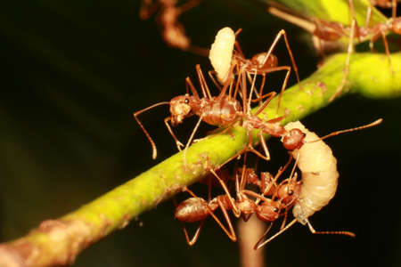 labor antの写真素材