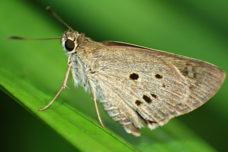 butterflyの写真素材