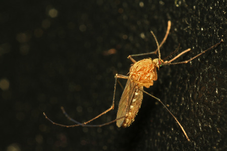 mosquitoの写真素材