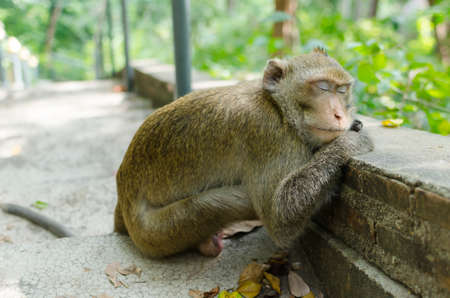 The monkey relax, Sleeping in temple, Thailandの写真素材